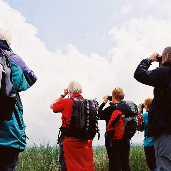 Watching Snipe drumming